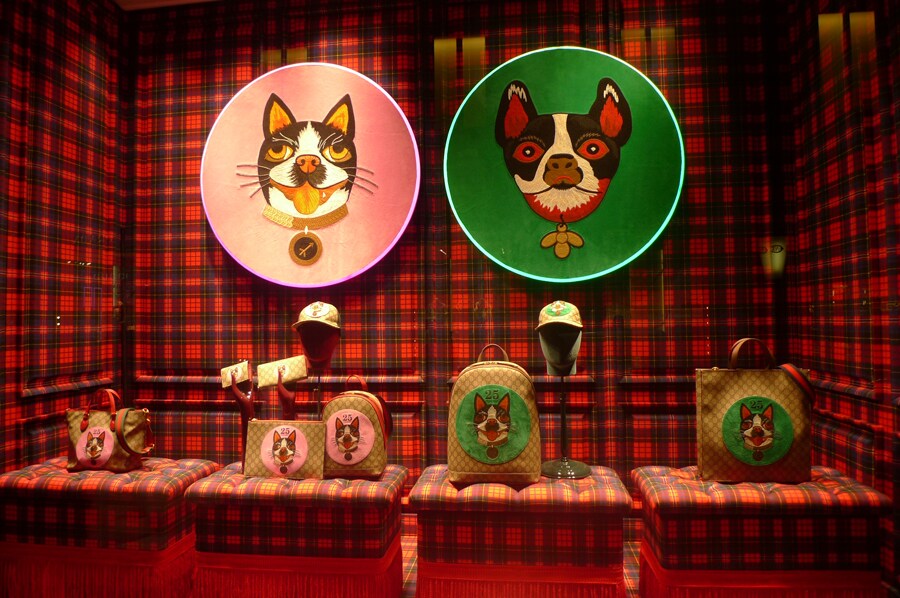Gucci 사진