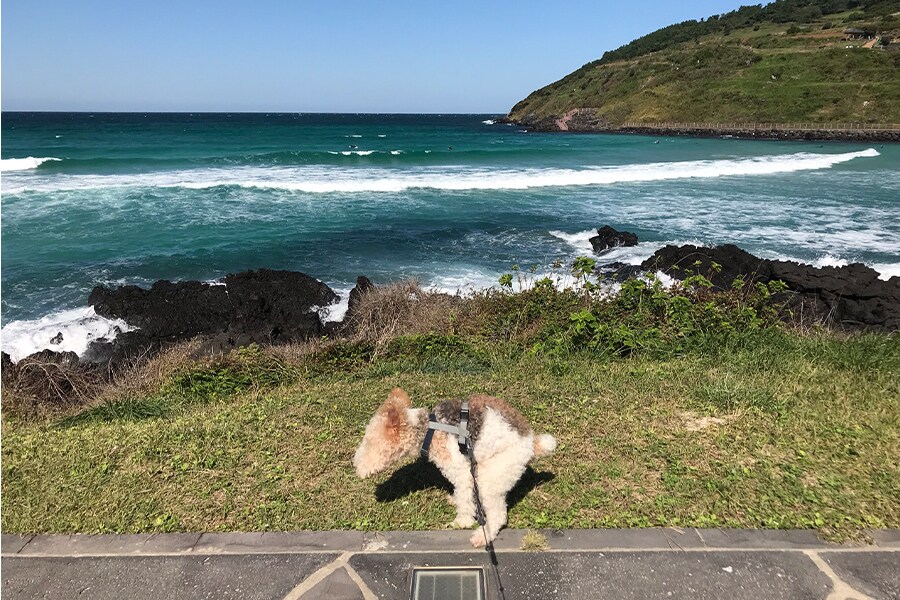 노견일기 풋코 제주도